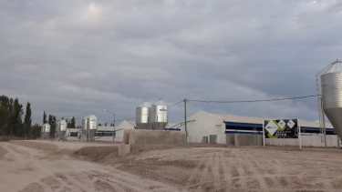 Catriel inaugura este viernes su granja porcina modelo