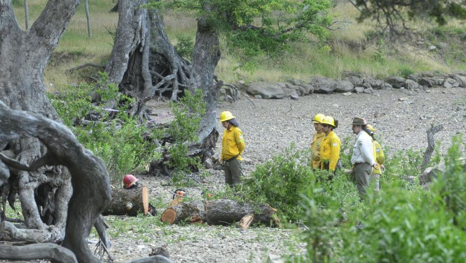 Dos niños fallecieron aplastados por un árbol en el camping de Lolen, en San Martín de los Andes. (Patricio Rodríguez).-