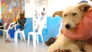 Jornadas de esterilización de mascotas en barrio Progreso y Alto Verde, en Roca