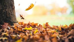 Pronóstico: ¿se anticipa el otoño?