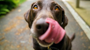 ¿Y si les preparamos unos «caprichos» deshidratados a nuestra mascota?
