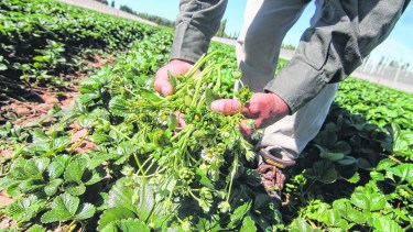 Una empresa ofreció 100 puestos laborales y casi se completó el cupo