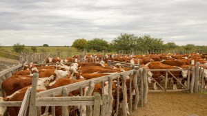 Exportación de bovinos: Suman a Río Negro, Neuquén y Patagones para envíos a Chile