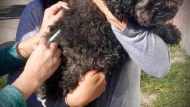 Más de 60 mascotas en Viedma recibieron la vacuna antirrábica gratuita