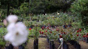 Viverismo, una de las carreras preferidas de la UNRN