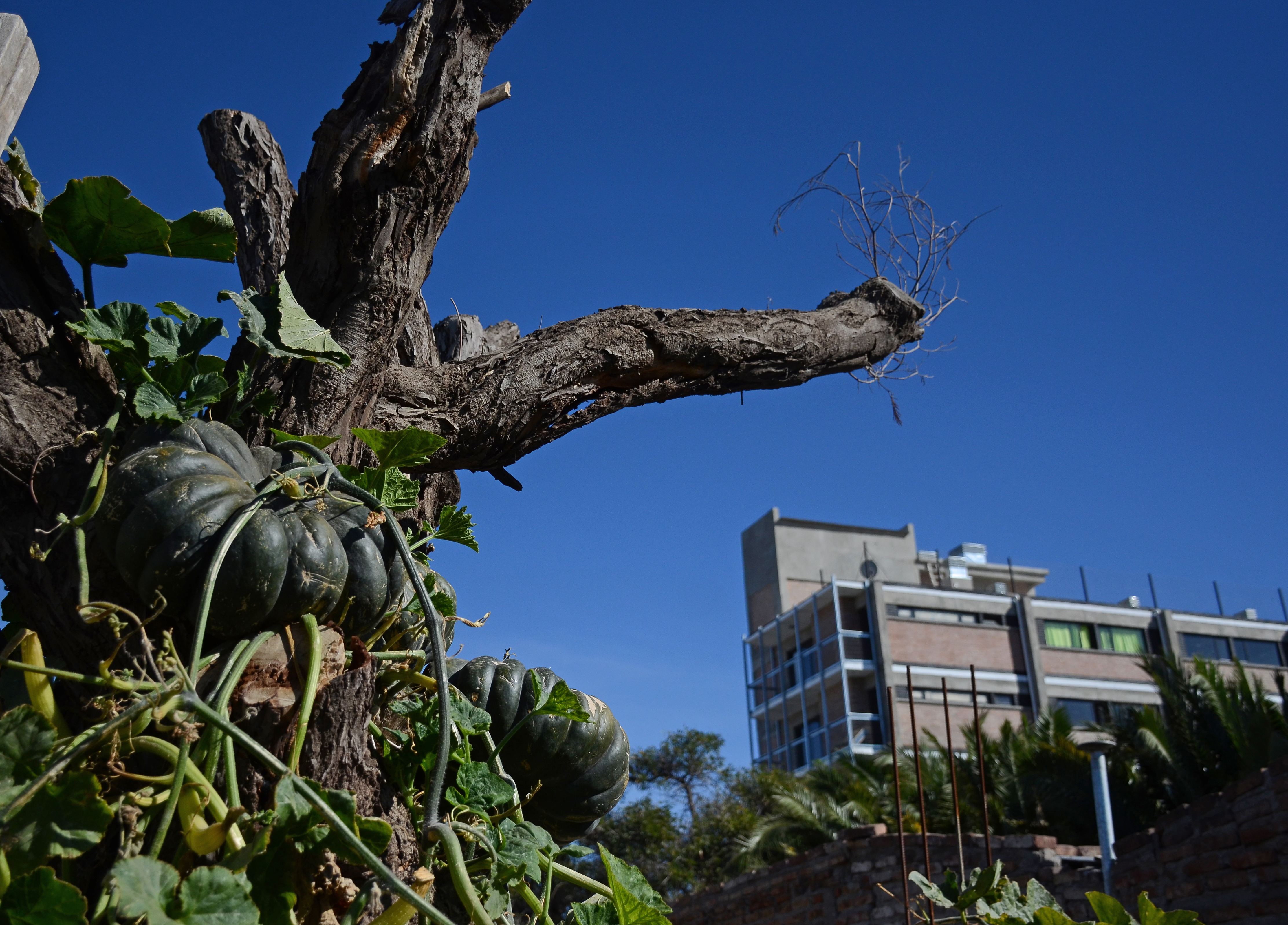 Julio Herrera muestra orgulloso el zapallo que cultivó en un árbol. (Foto: Mauro Pérez)
