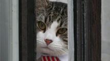 Imagen de Tras la detención, ¿qué fue del gato de Julian Assange?