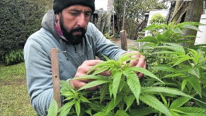 Uruguay ya exporta su marihuana medicinal