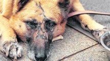Imagen de Maltrato animal: buscan la actualización de la ley