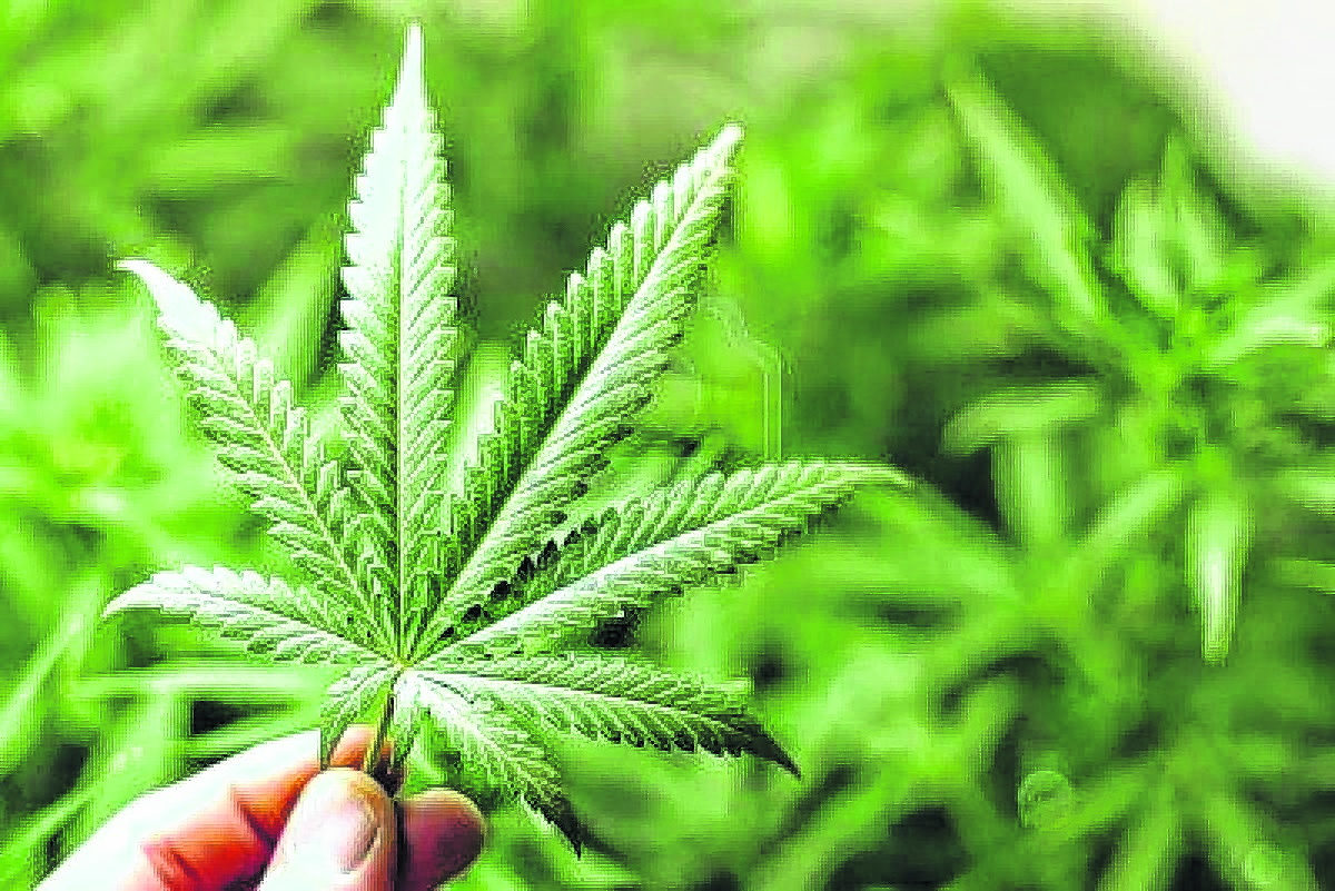 El cannabis no se podrá cultivar en el exterior. (Archivo).-