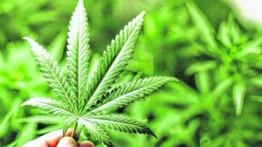 El cannabis no se podrá cultivar en el exterior. (Archivo).-
