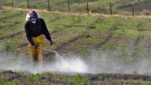 Agroquímicos en las verduras: lo que comemos, fuera de control