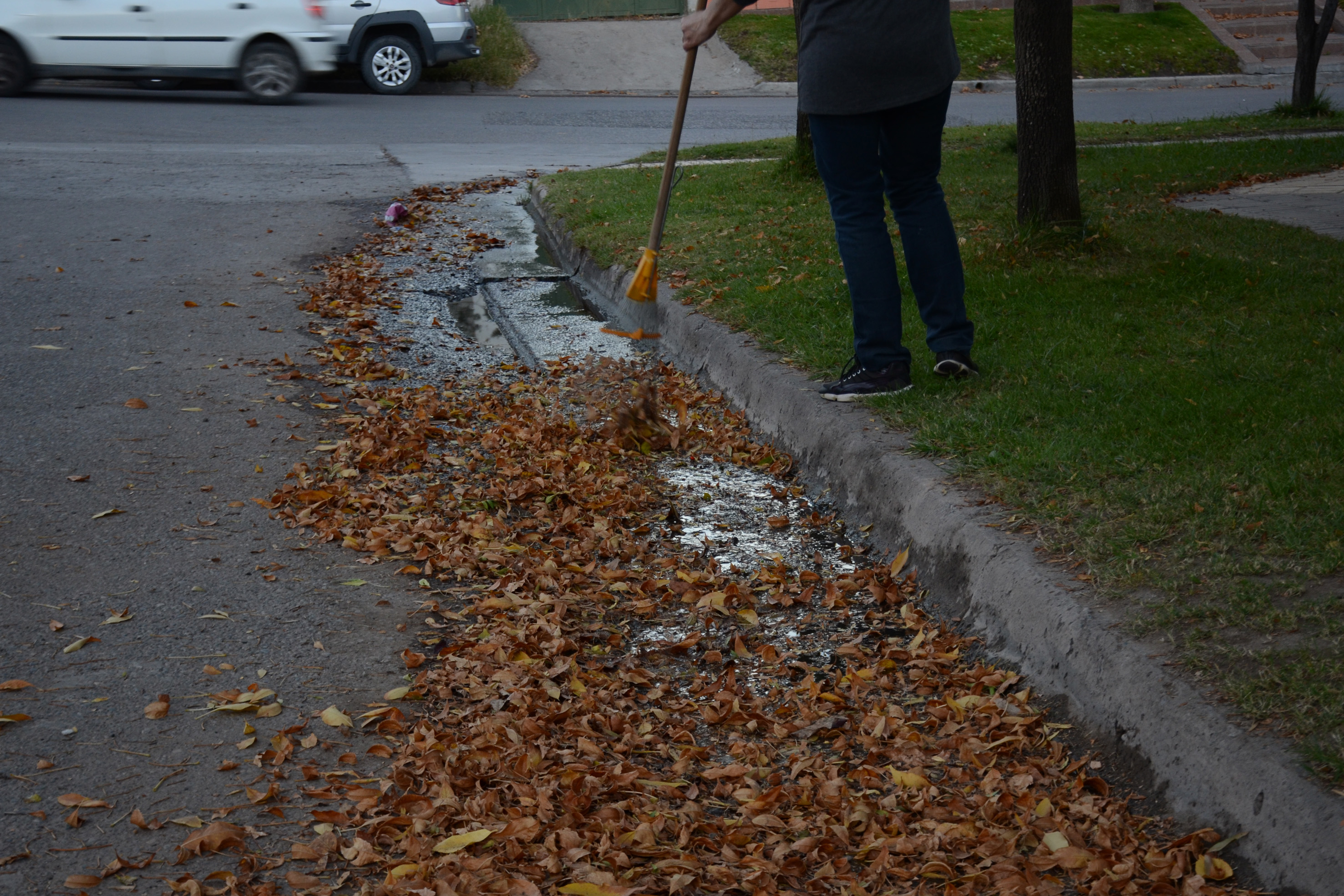 Quemar las hojas, una insana costumbre del otoño Diario Río Negro