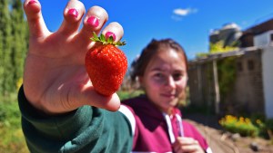 Escuela Agraria: el fruto de estudiar lo que da la tierra