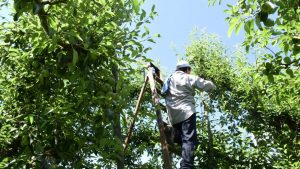Visto bueno en el Congreso para prorrogar la Emergencia Frutícola