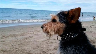 ¡Feliz Día del Animal! Hoy celebremos a los consentidos de la casa