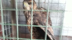 Rescataron a un aguilucho herido que caminaba por las veredas de Plottier