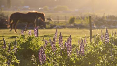La primavera promete traer todos sus encantos en esta temporada. Foto: Patricio Rodríguez.-