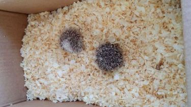 Los pequeños animales se encontraban en una caja tipo encomienda. (Gentileza)