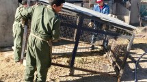 Imagen de La municipalidad eliminará los caniles de zoonosis