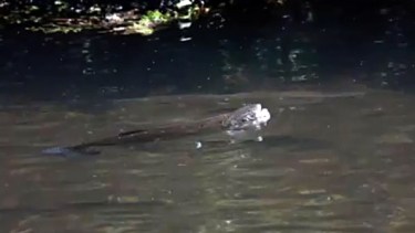Mirá el espectacular video de la trucha que no picaba… hasta que cayó en la tentación