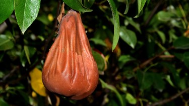 Peras y manzanas al suelo: el 30% de la producción se perdió