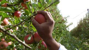 Brasil abre la frontera a las manzanas del Valle