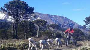 Dryland, un deporte que involucra a perros y humanos
