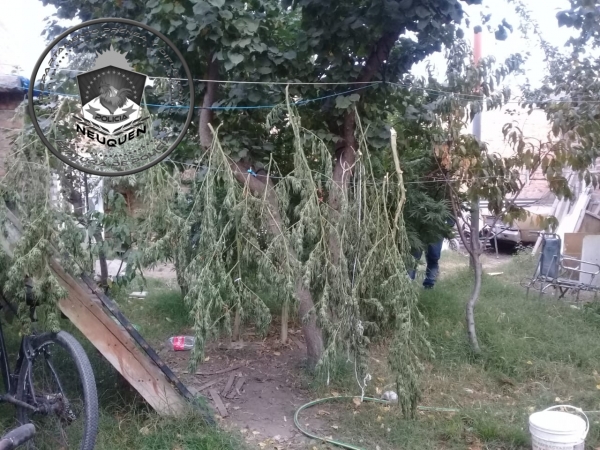 La policía encontró plantas que oscilaban los tres metros de altura. (Foto: Gentileza.-)