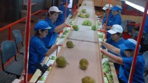 Presentan un proyecto de ley para reducir la edad jubilatoria para los empacadores de fruta