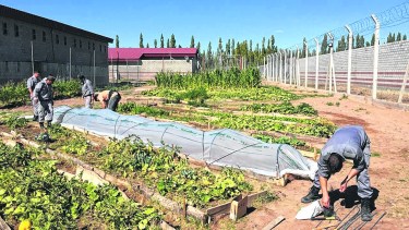 Los alimentos producidos son utilizados por el personal abocado a la cocina de la unidad penitenciaria.