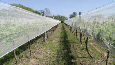 Las malas permiten proteger la fruta cuando está en plena cosecha. Foto gentileza secretaría de Agroindustira