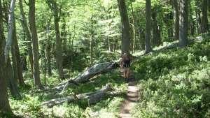 Cesó el alerta y reabren senderos en Bariloche