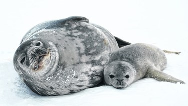 Las focas que fueron su objeto de estudio, y hoy forman parte de su álbum de fotos. Foto: gentileza