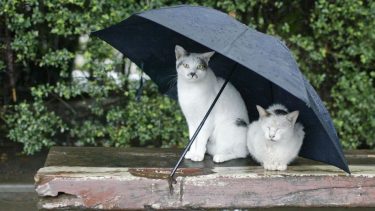 Pronóstico: miércoles de chaparrones en la región