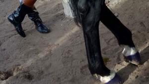 En un mes estará el resultado de las pericias por doping de la yegua «Negrita»
