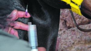 Aceleran un proyecto de ley contra el maltrato animal en Neuquén