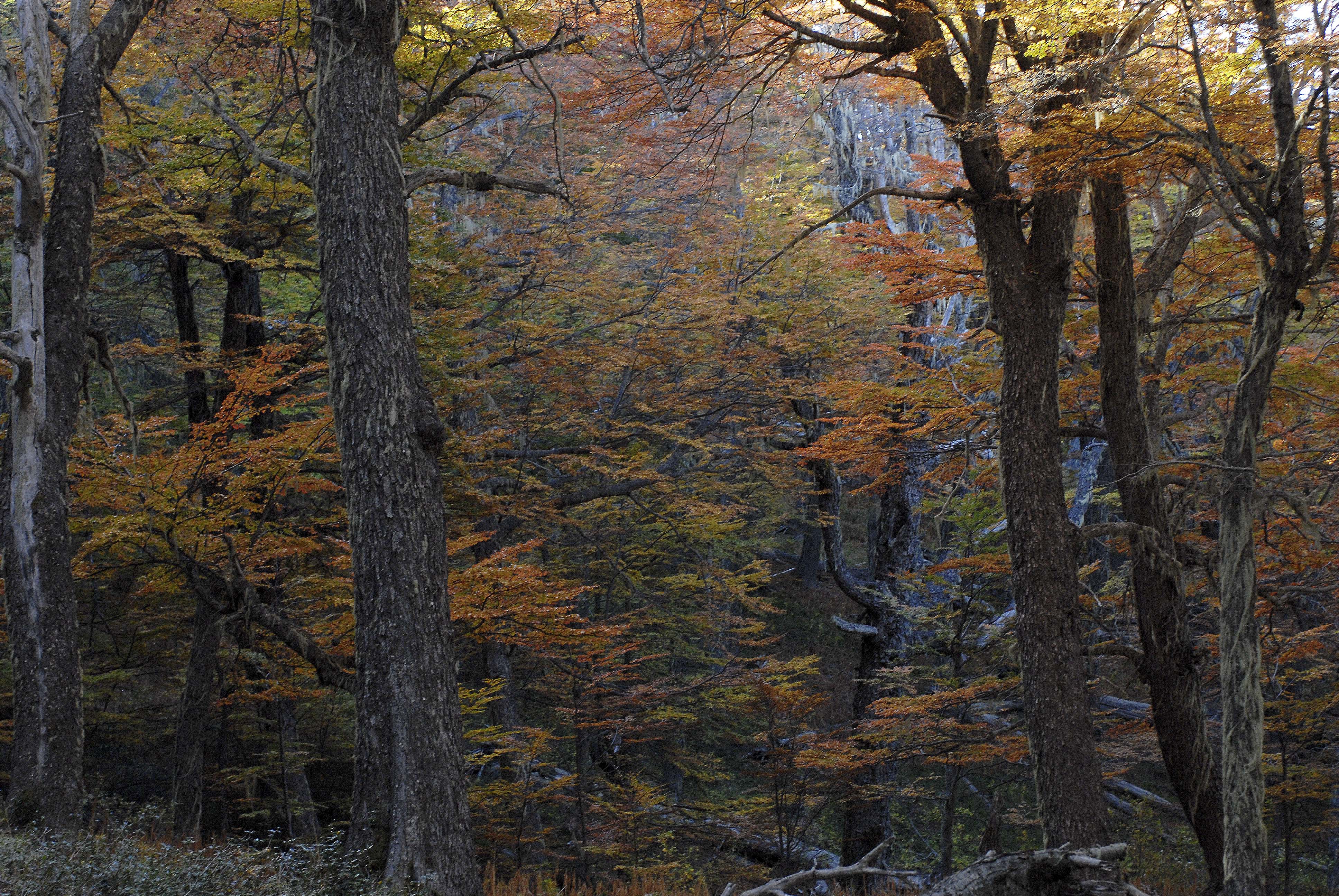 Los colores del otoño en el valle del Chalhuaco. (Foto: Alfredo Leiva)