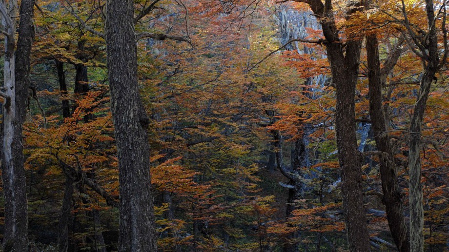 Los colores del otoño en el valle del Chalhuaco. (Foto: Alfredo Leiva)