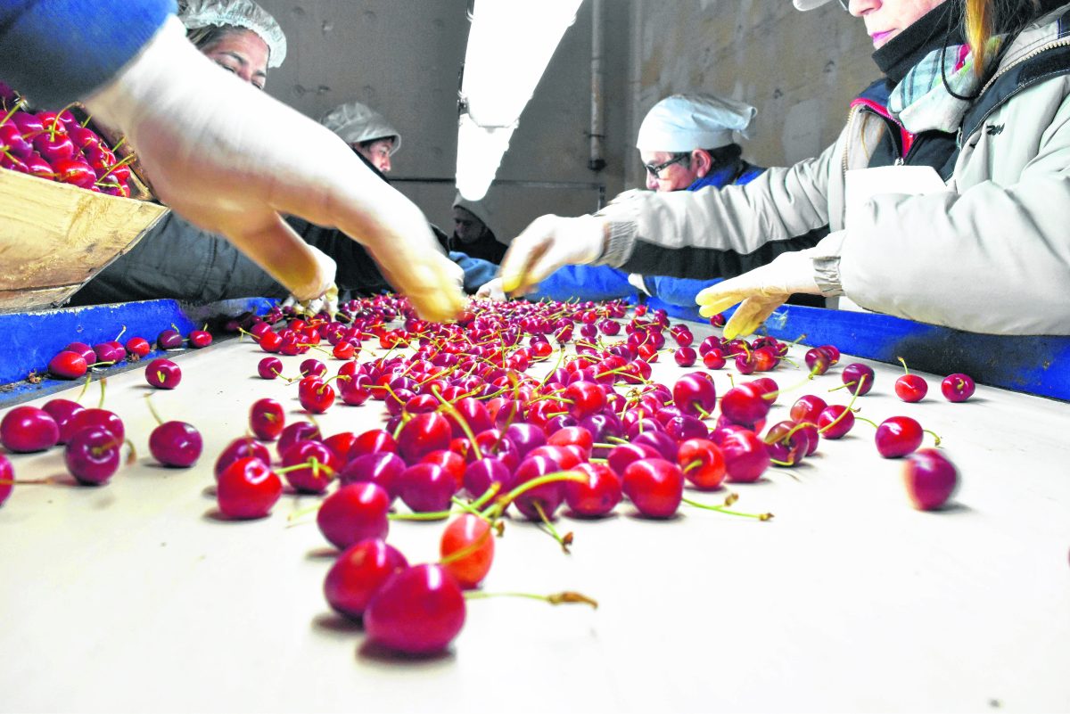 La producción de cereza ocupa un nicho de exportación en crecimiento en Neuquén