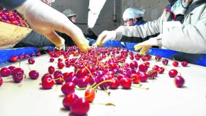 Las exportaciones regionales de cerezas crecen 32%