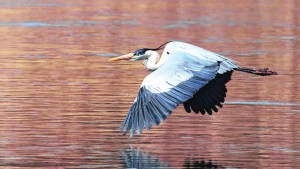 Fotógrafos de la región nos llevan a conocer 8 aves acuáticas