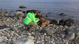 Encuentran un ciervo muerto en la costa del lago Nahuel Huapi