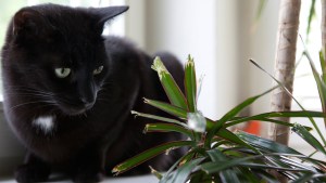 Plantas en casa, el peligro verde de nuestras mascotas