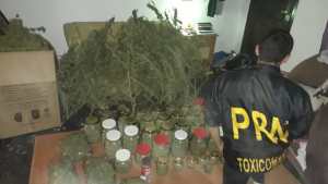 Lo detuvieron en Roca al descubrir que armó un completo «laboratorio» de marihuana