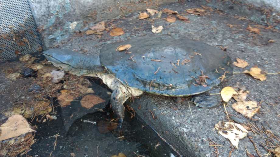 La tortuga exótica hallada por piscicultura: Foto Gentileza