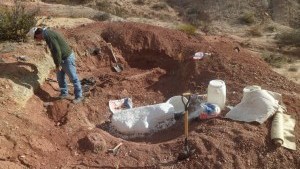 Un nuevo dinosaurio gigante se suma a los que caminaron por Neuquén