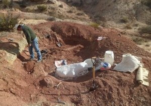 Un nuevo dinosaurio gigante se suma a los que caminaron por Neuquén