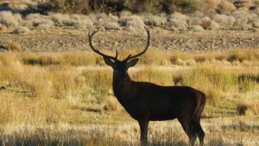 El ciervo no es una especie autóctona en la cordillera. Imagen ilustrativa de archivo