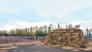 Neuquén blinda con 110 mil fardos la pastura ganadera